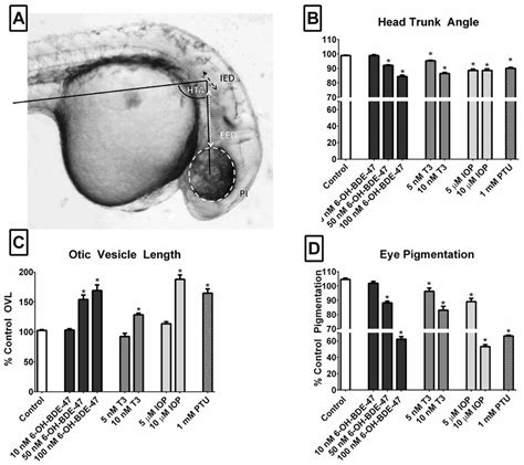 Various Anatomical Features Used To Establish Morphometrics Are