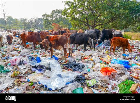 Plastic pollution animals hi-res stock photography and images - Alamy