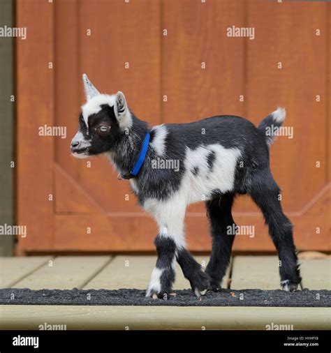 Nigerian Dwarf Goats Baby