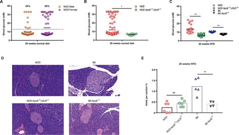 Blood Glucose And Islet Size In Nod Apoe Ldlr Mice On A Normal