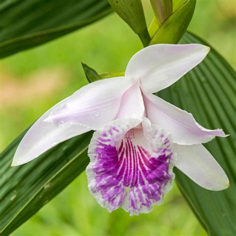 Year Of The Orchid National Garden Bureau How To Care And Grow