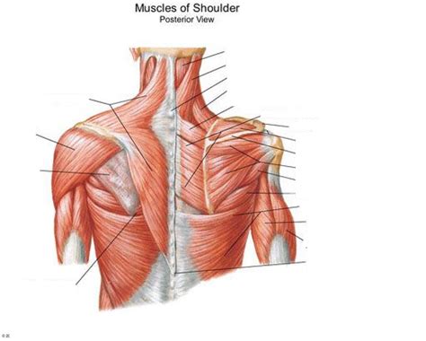 Shoulder Muscles Diagram | Quizlet