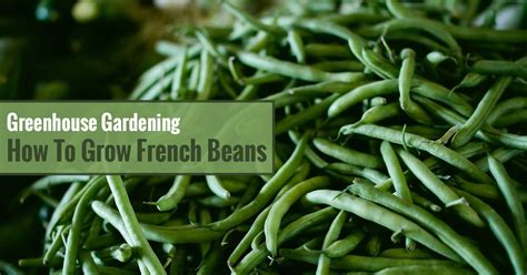 How To Grow French Beans In A Greenhouse Greenhouse Emporium