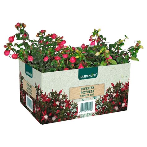 GARDENLINE Beet und Balkonpflanzen 6er Tray von ALDI SÜD ansehen