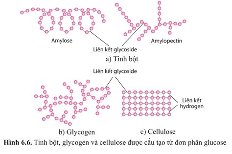 L Thuy T Carbohydrate Sinh