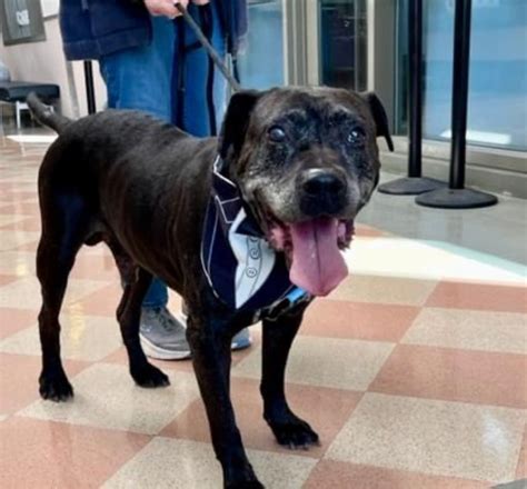 chauncey devega on Twitter: "RT @AdoptCCAnimals: #Dog #Casey_CCSTCA_16 I’m super cute senior ...