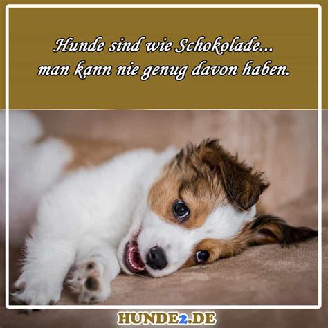 33 Lustige And Witzige Hundesprüche Bilder Hunde2de