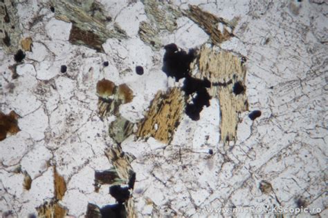 Biotite Thin Section Phyllosilicates Microckscopic