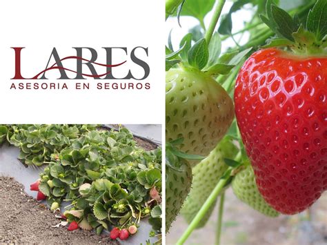 Seguros Para El Cultivo Lares Sabemos Que Tus Cultivos Requieren De Muchos Cuidados Y