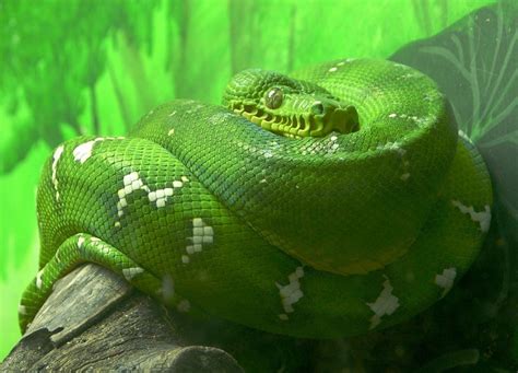 5 Fakta Emerald Green Tree Boa Ular Cantik Berwarna Hijau