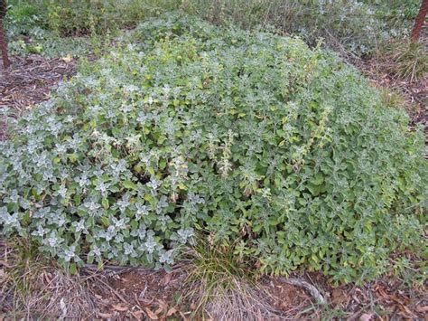 Marrubium vulgare (Horehound, White Horehound) | North Carolina ...