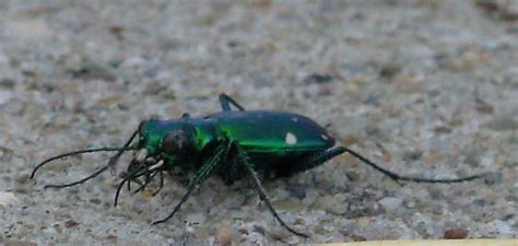 Six Spotted Tiger Beetle Cicindela Sexguttata Bugguide Net