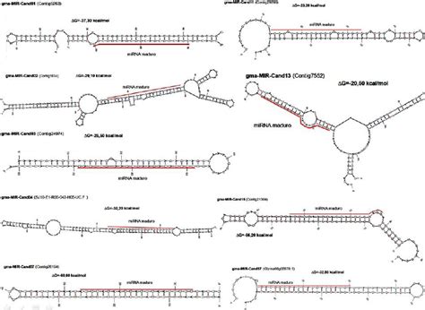 Secondary Structures Of Pre MiRNAs And Mature MiRNAs Predicted In