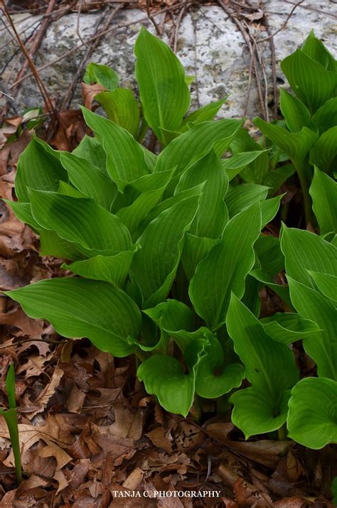 Tanja S Little Corner Hosta Tanja Chester Flickr