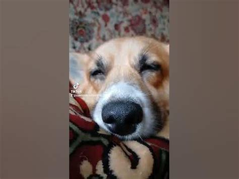 Коргі Торі тиха година! #corgi #ukraine #коргіторі #коргі #україна #fyp ...