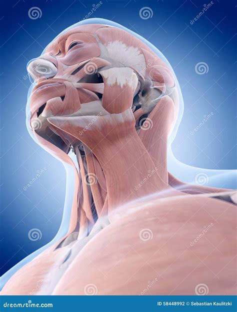 The Neck Muscles Stock Illustration Illustration Of Muscles 58448992