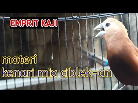 Masteran Pancingan Suara Burung Pipit Peking Bondol Haji Emprit Kaji