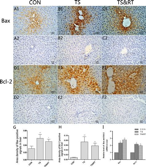 Immunohistochemical And Real Time Pcr Analysis Of Bax And Bcl 2 A1 C1