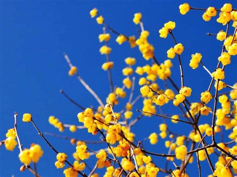 Mimosa Tree Varieties The Most Beautiful Acacia Species