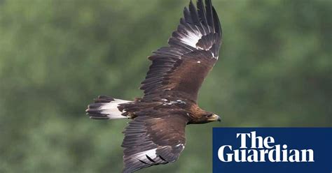 Golden And White Tailed Eagles Were Once Widespread Across Wales