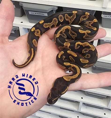 Bh Od Yb Ball Python By Hard Wired Exotics Morphmarket