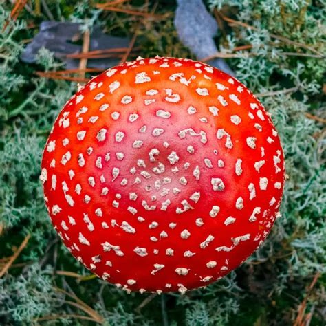 Amanita Gemmata Stock Photos Royalty Free Amanita Gemmata Images