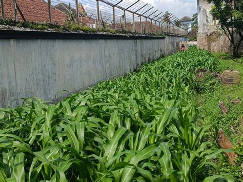 Ladang Inspirasi Narapidana Lapas Magelang Manfaatkan Lahan Untuk