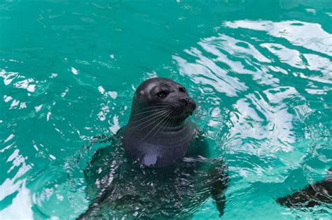 Foca Del Baikal Fotos Banco De Fotos E Imágenes De Stock Istock