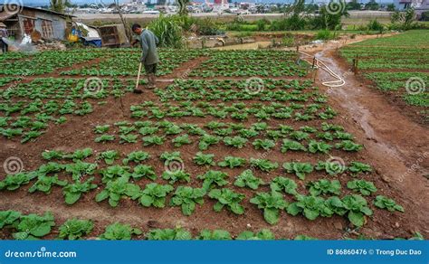 18 Feb 2017 The Farmer Take Care Of Chinese Cabbage Farm In Dalat