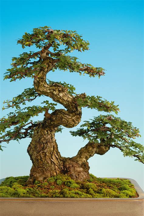 My favourite tree – Bonsai Today