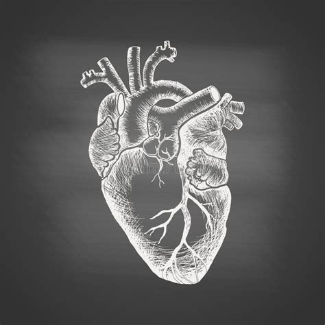 Human Heart Vintage Engraving Style Stock Illustrations Human