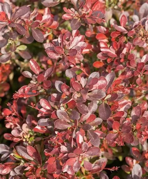 Berberis Thunbergii Atropurpurea Nana Baumschule Frank