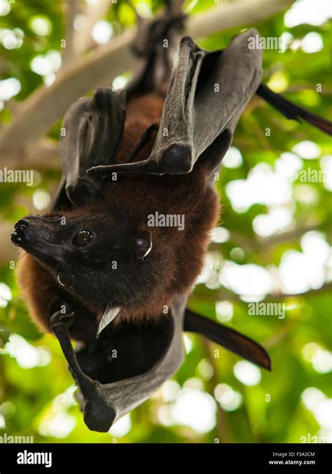 Two Indian Flying Foxes Pteropus Giganteus Also Known As The Greater Indian Fruit Bat Stock