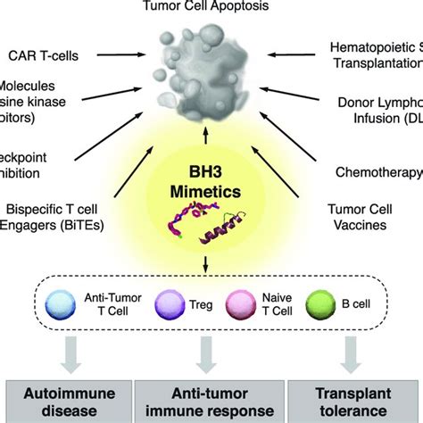 Clinical Implementation Of Bh Mimetics For Immune Modulation In