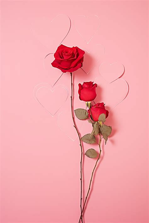 Rose With Hearts In Pink Background Wallpaper Image For Free Download
