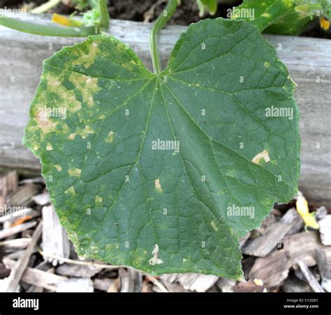 Cucumber mosaic virus hi-res stock photography and images - Alamy