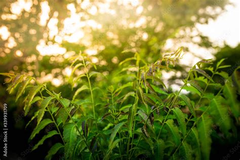 New Top Leaf Of Neem Plant Azadirachta Indica A Branch Of Neem Tree