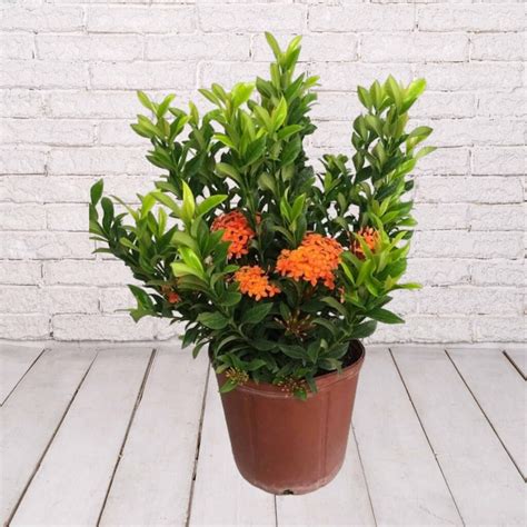 Ixora Dwarf Orange Wholesale K And M Nursery Boynton Beach Florida