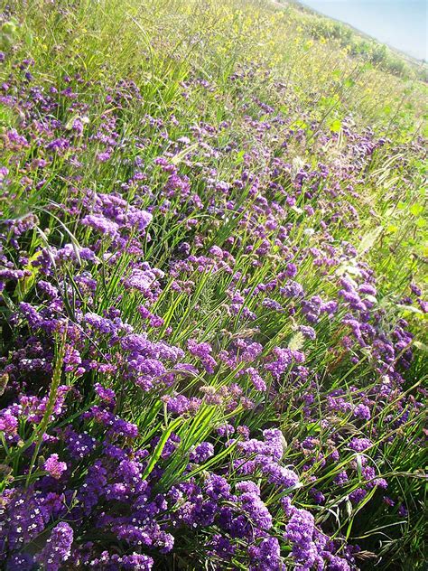 Field Of Purple Statice Yellow Sunflowers Yellow Sunflower Flower