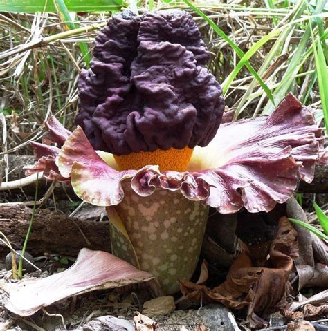 Amorphophallus paeoniifolius - Alchetron, the free social encyclopedia