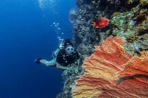 Taman Nasional Wakatobi Spot Terbaik Menikmati Keindahan Bawah Laut