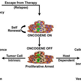 MYC Inactivation Has Different Outcomes In Different Types Of Tumors