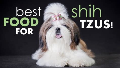 Best Dog Food For Shih Tzus How To Pick The Good Shih