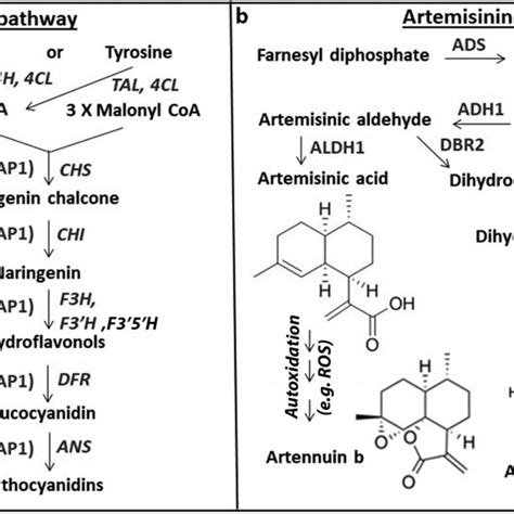 The Biosynthetic Pathways Of Anthocyanins And Artemisinin In The