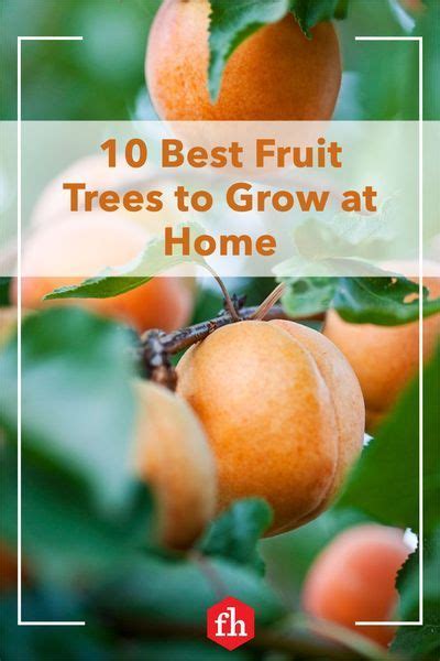 Best Fruit Trees For Your Home Garden