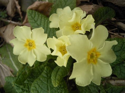 Primula vulgaris (Primrose) | North Carolina Extension Gardener Plant Toolbox