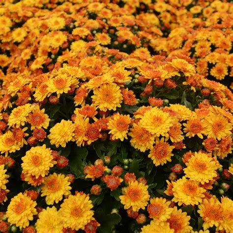 Chrysanthemum X Morifolium Soul Sister Orange Garden Mum Garden