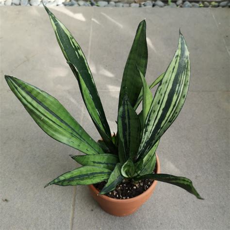 Dracaena Formerly Sansevieria Brazilian Moonshine Furniture Home