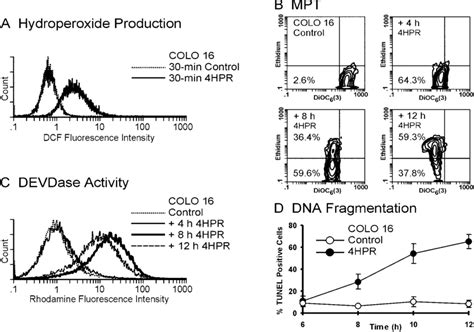 Kinetic Analysis Of Hpr Induced Apoptosis A Colo Cells Were