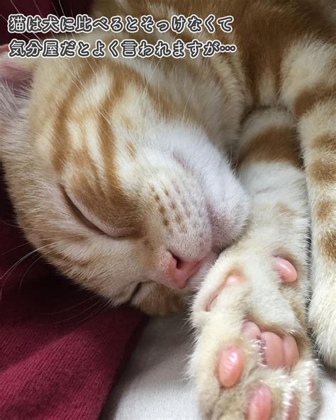 【朗報】実は猫は飼い主のことが大好きだったと判明！驚きの研究結果とは？（ねこぞー） エキスパート Yahoo ニュース